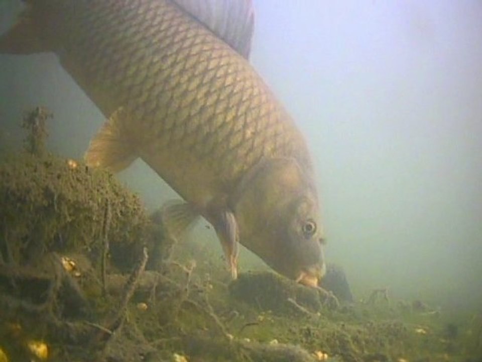 BIZARRE OU SURPRENANTE