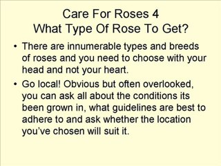 Caring For Roses