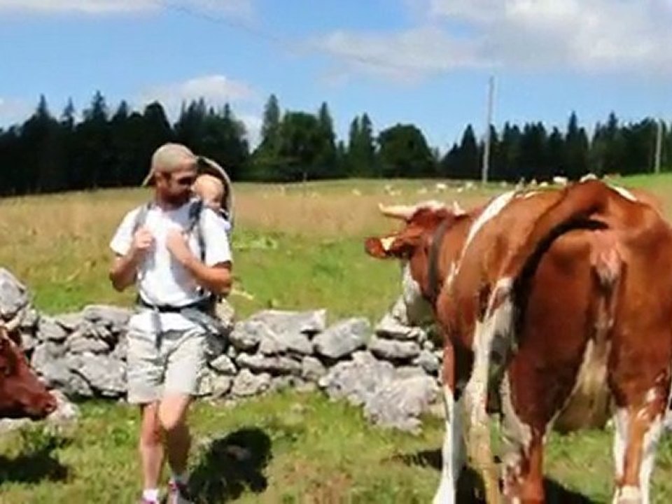 Très près des vaches