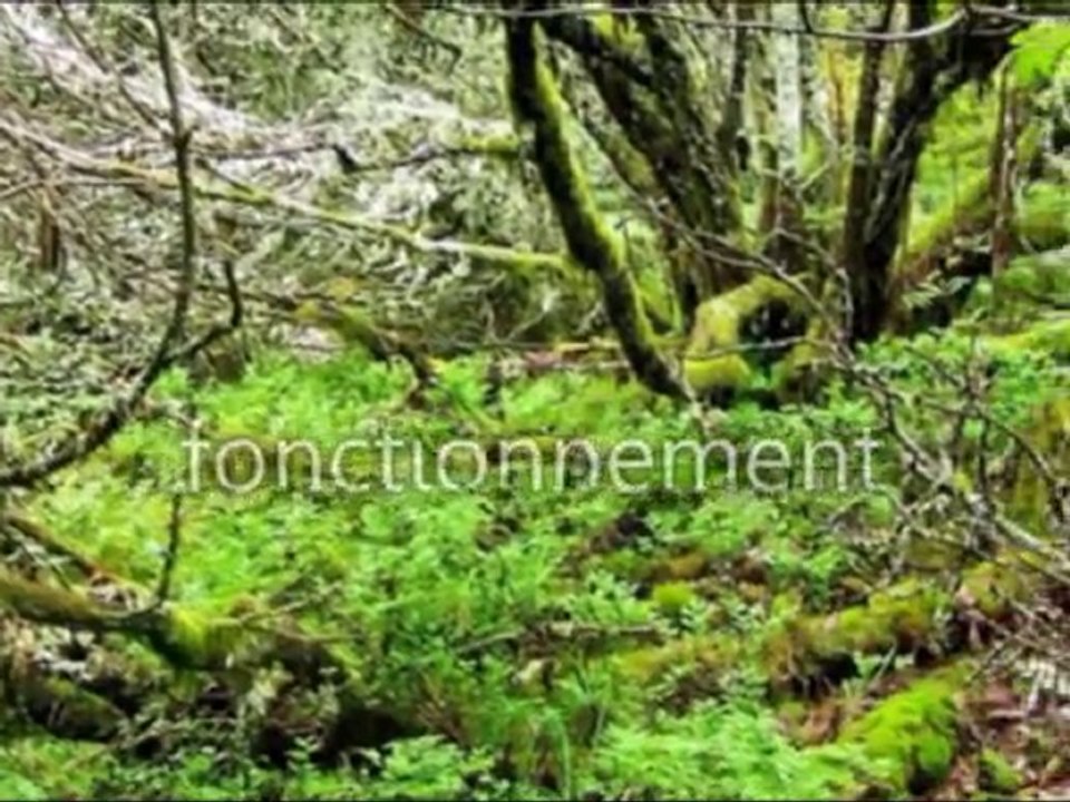 Biodiversité et entreprise part 1 : services écoystémiques