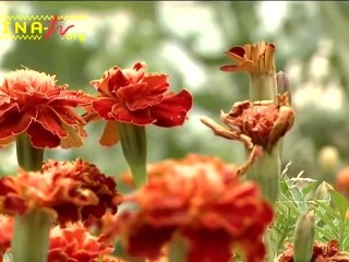 Les Jardins Partagés du Carré Jupiter inaugurés