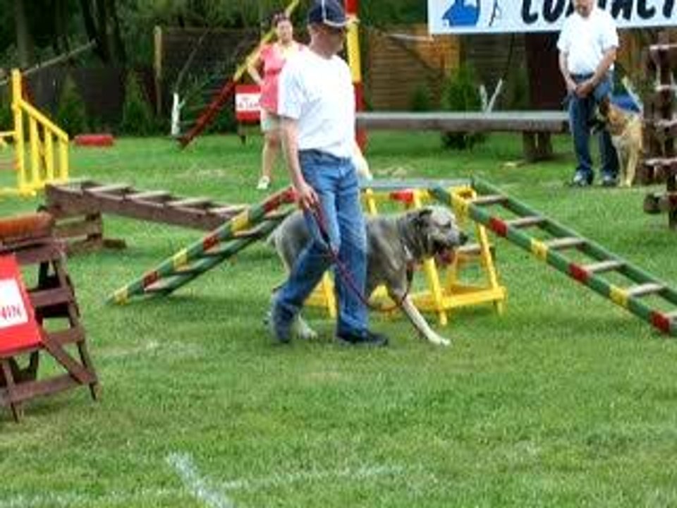Molosse en refus d'appâts