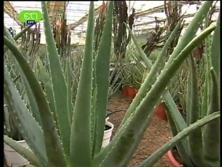 ΕΚΠΟΜΠΗ ΓΙΑ ΤΗΝ ΑΛΟΗ ΒΕΡΑ