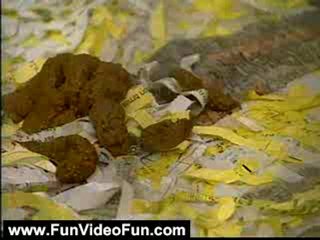 Funny Videos: Cat Attacks Reporter