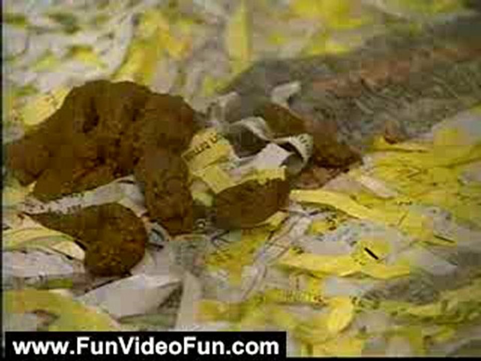 Funny Videos: Cat Attacks Reporter