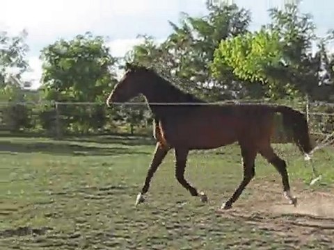 cokine et ses allures en 2010