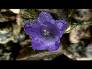 Nefsin Varlığın Yıkan - Süleyman Şahintürk