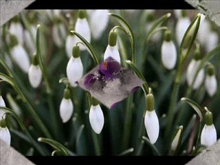 Kardelenler açınca