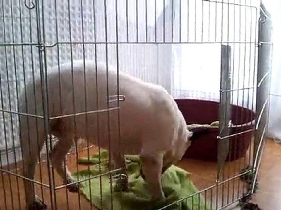 Mani gros chat