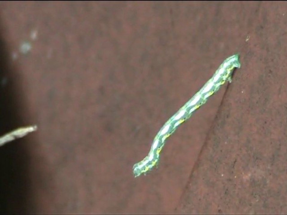 Chenille