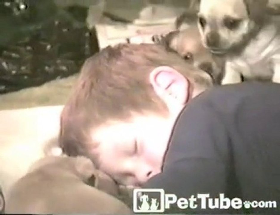 When Puppies Attack! - PetTube.com