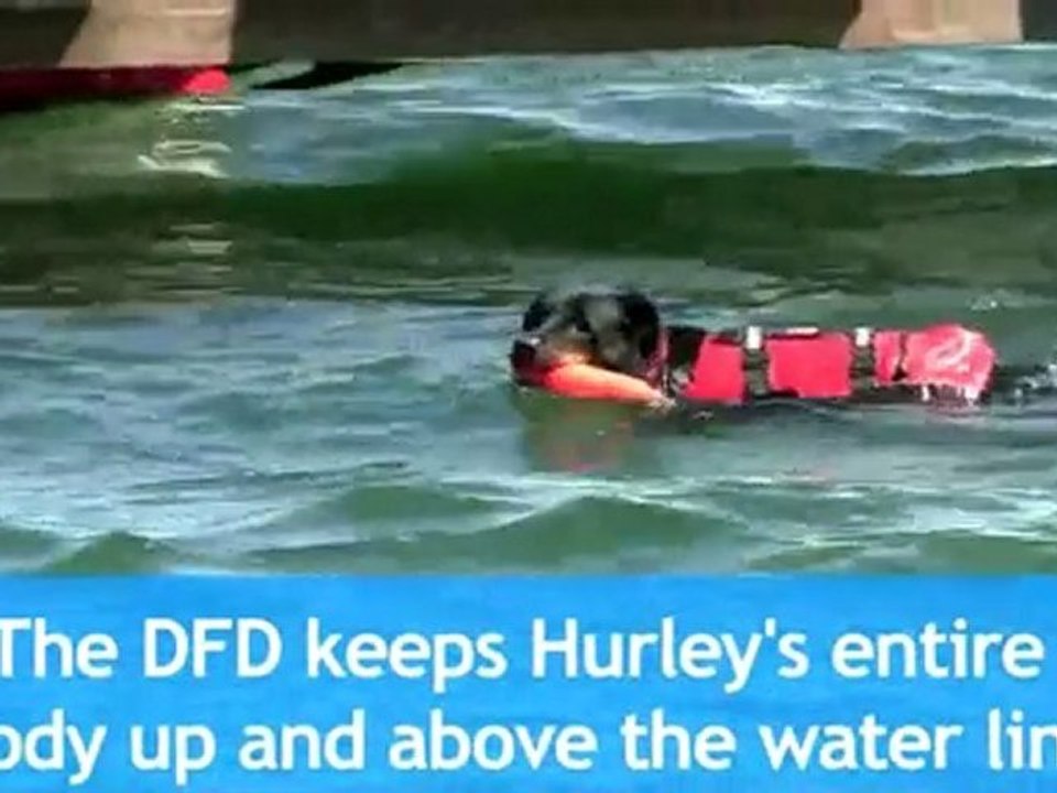 Dog Life Vests - Life Vests for Dogs