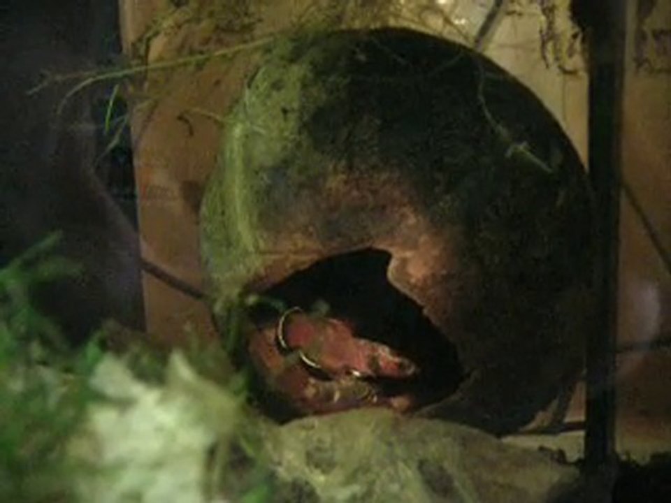 Vidéo passage d'oeuf Chanoides