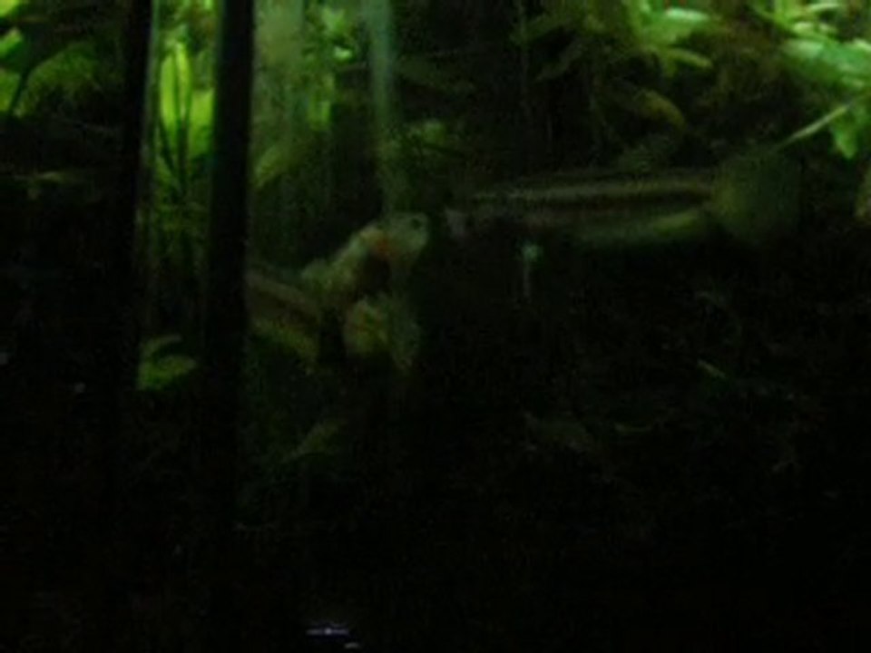 passage d'oeufs Macrostoma