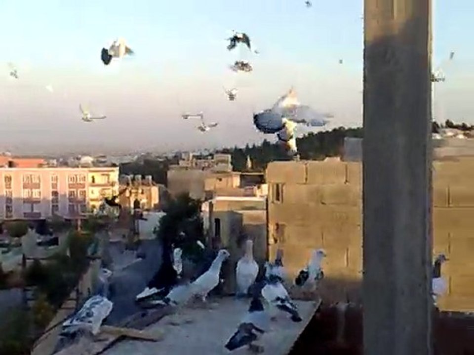 Şanlıurfa Karışma Kuşları-2