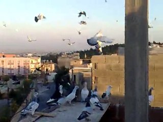 Şanlıurfa Karışma Kuşları-2