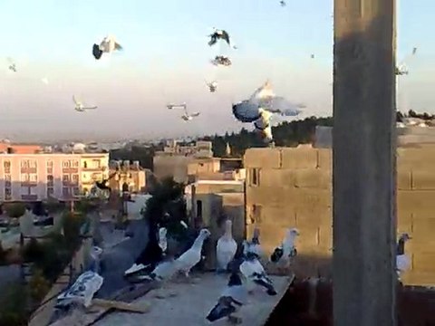 Şanlıurfa Karışma Kuşları-2