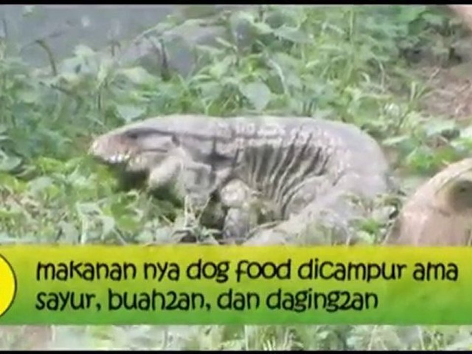 Penangkaran Tegu ( Tupinambis merianae )