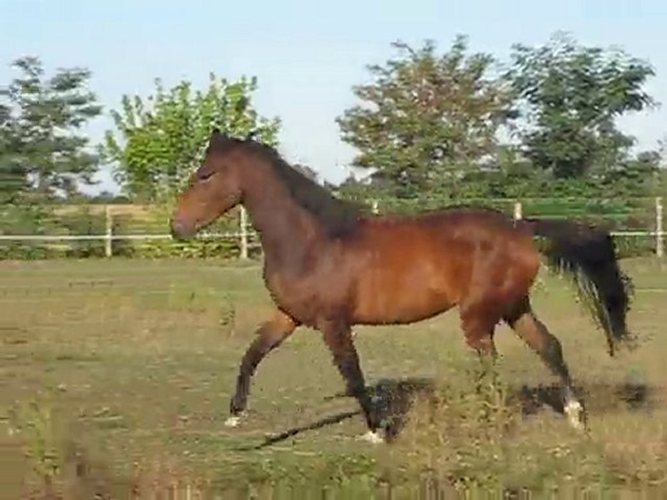 cokine et ses allures en 2010