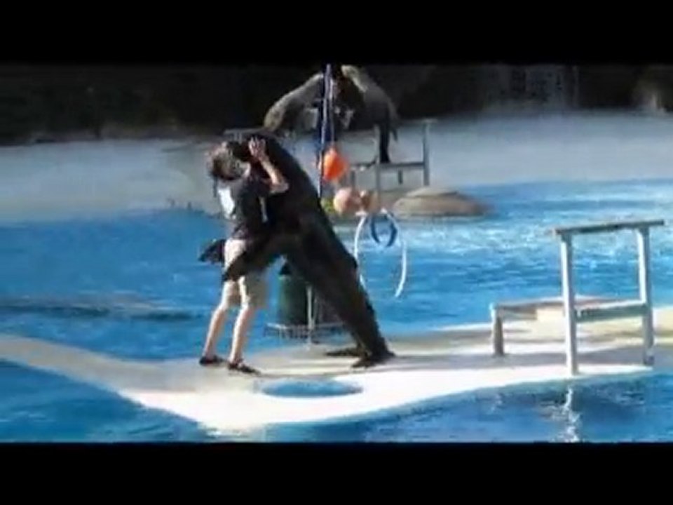 Spectacle d'Otarie du ZooParc de Beauval