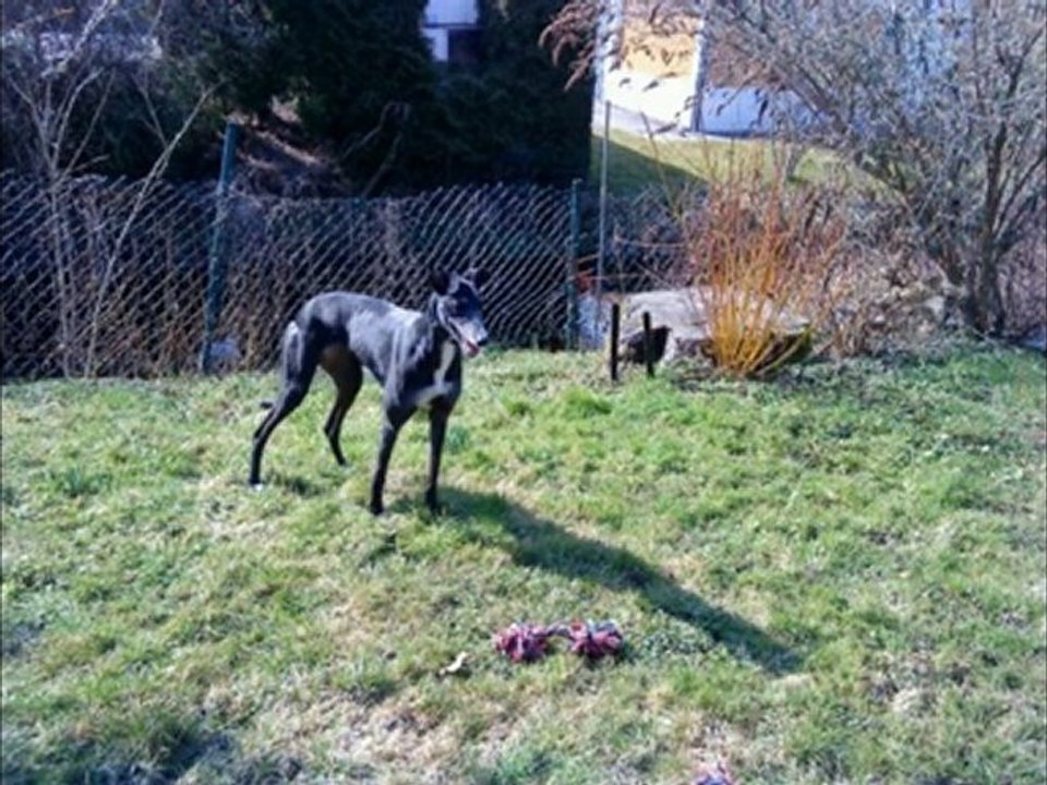 Les animaux 2