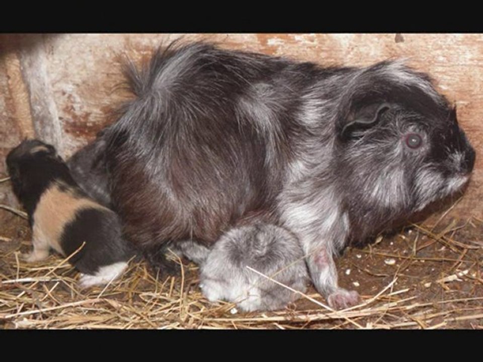 les bb de bunnyland_0001