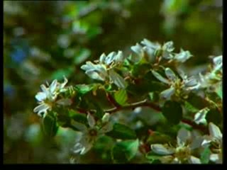 Kuran Meali: Tin Suresi