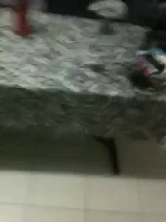 chiot en folie