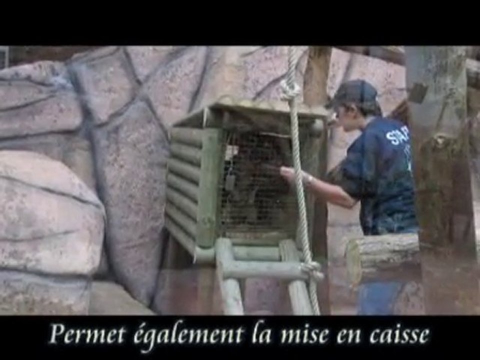 Le Secteur Koalas