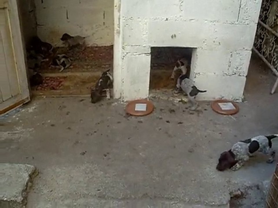 18.09.2010 Şans & Yavrular