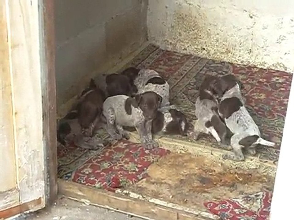 18.09.2010 Şans & Yavrular - 3