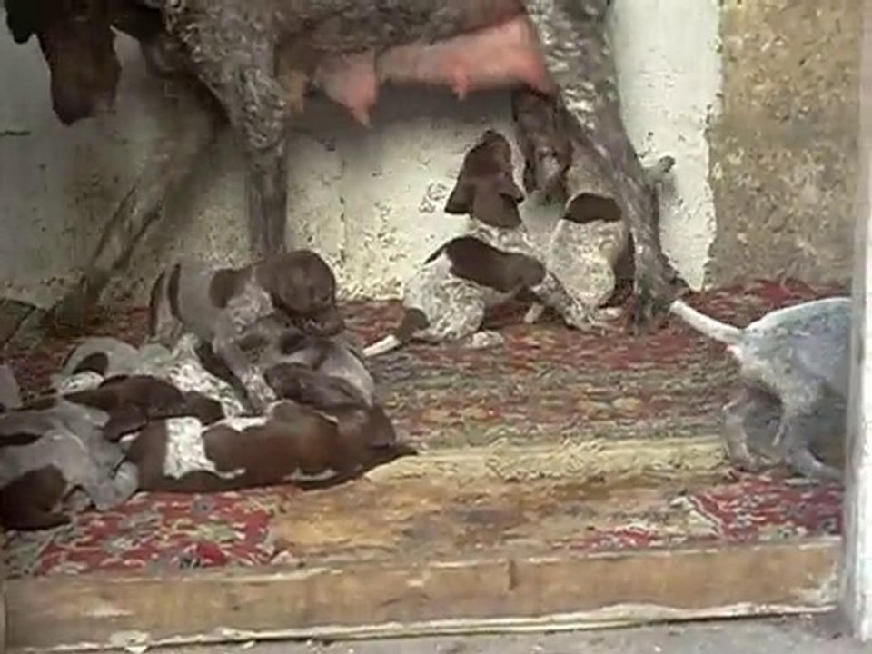 18.09.2010 Şans & Yavrular - 4