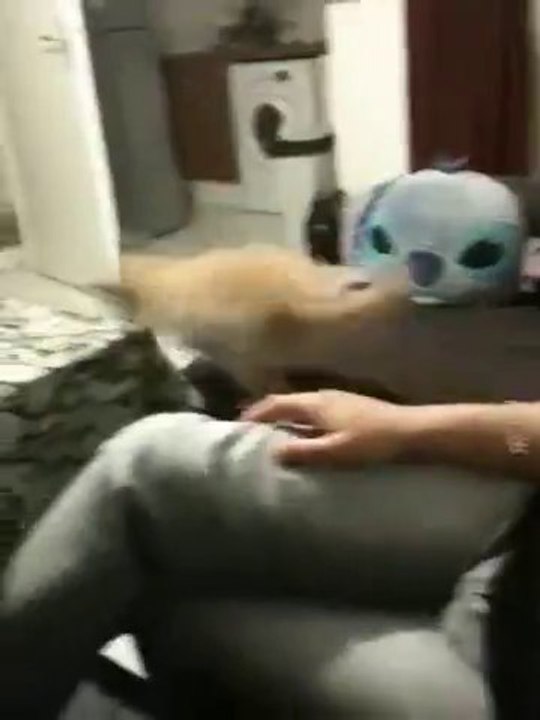 shibafolie
