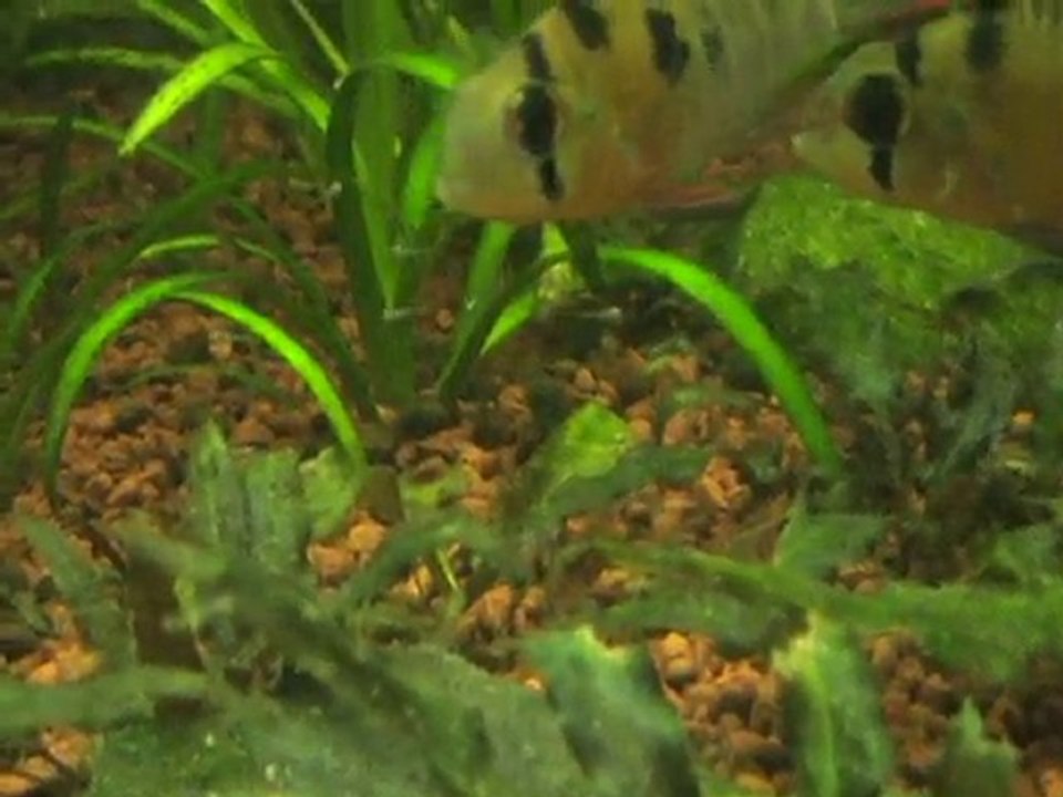 alevins altispinosas