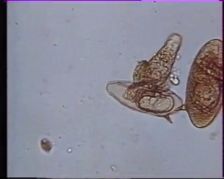 Les inventions de la vie 13 : Les enfants du parasite 1