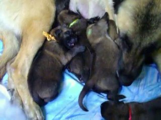 chiots 3 jours le 18/09.2010