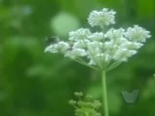 Liam O'Kane How Can I Keep From Singing