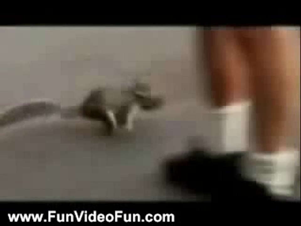 Funny Videos: Momma Squirrel