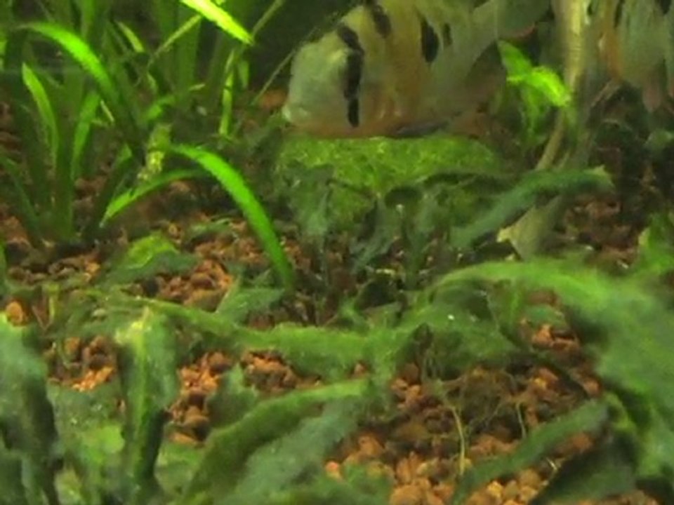 alevins mikrogeophagus altispinosas