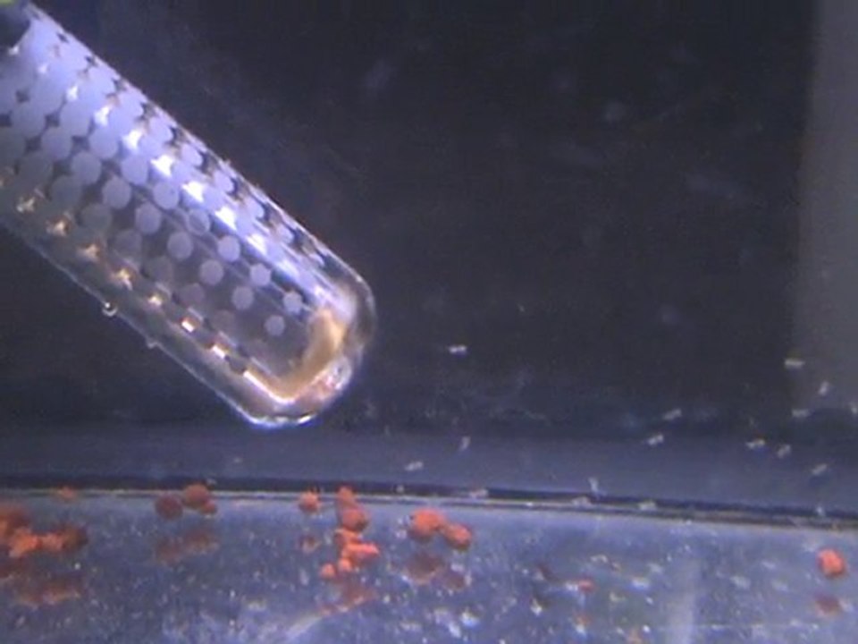 alevins altispinosas