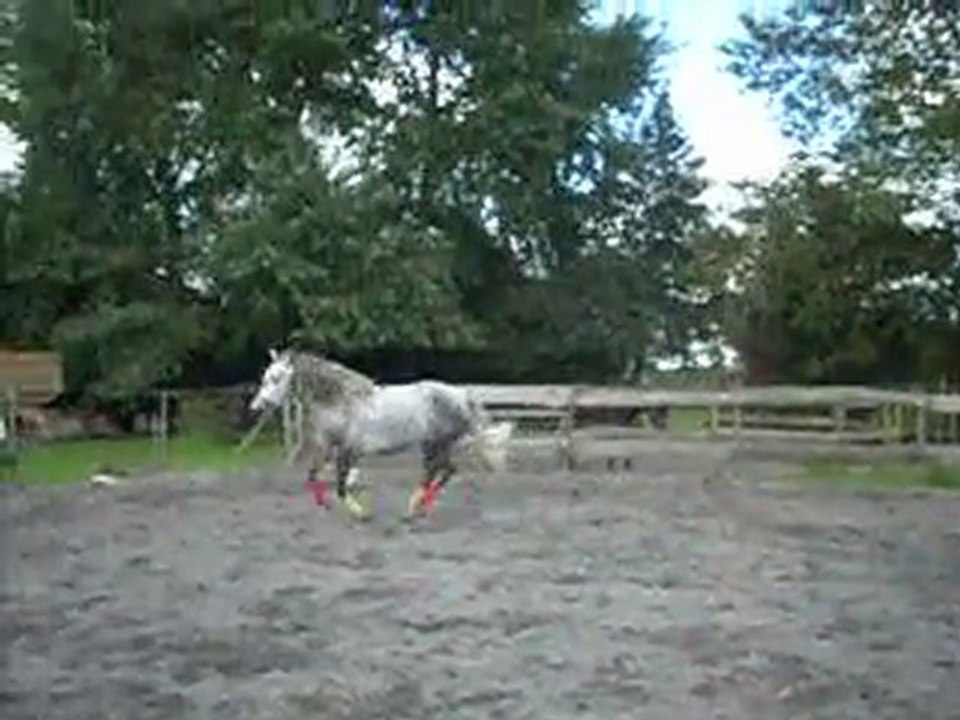 rio stick to me galop en liberté et cabré