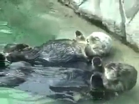 Otters Holding Hands