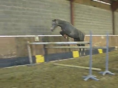 Saladin Troidés oxer