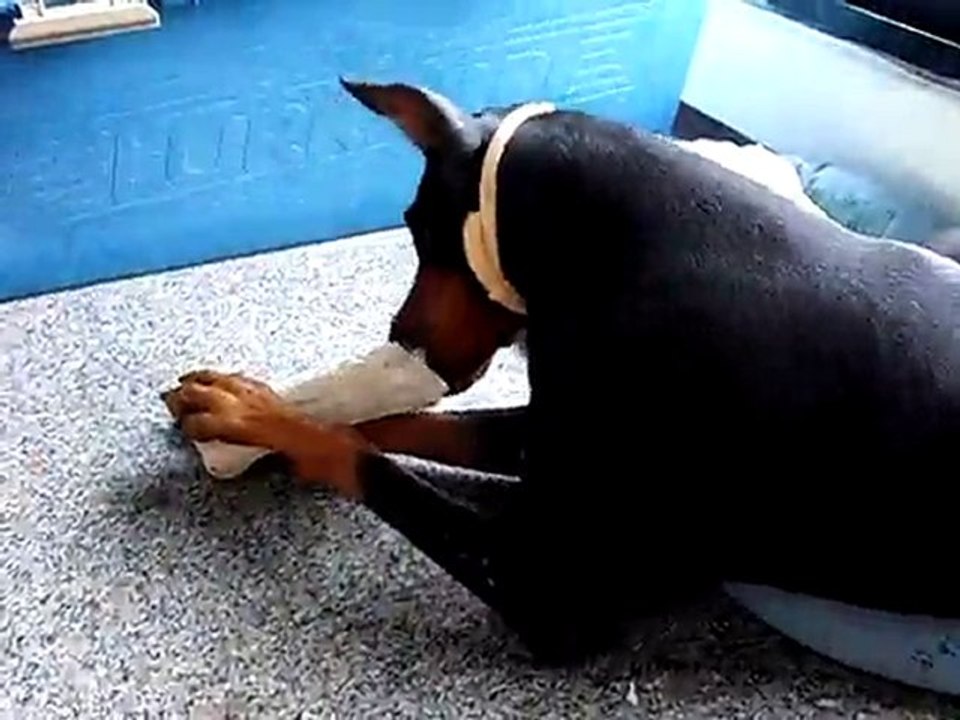 Maya