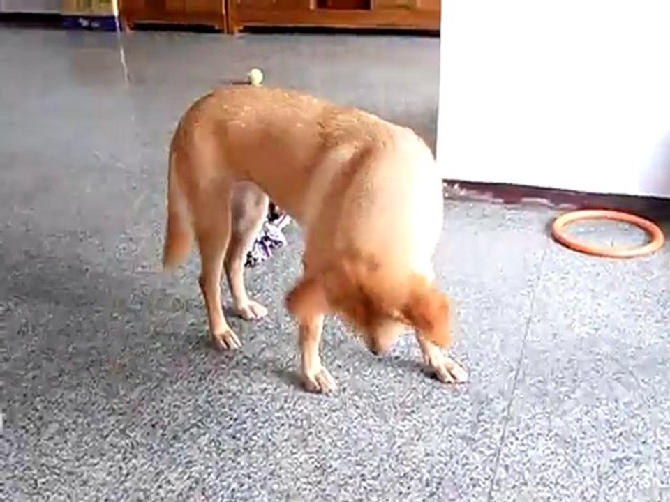 Lilly made in Taiwan