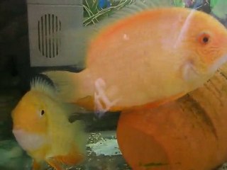 GOLD SEVERUM ÇİFTİ