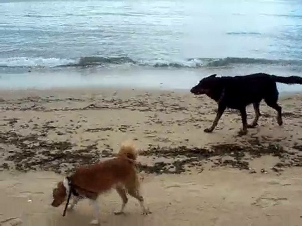 Tuco et Choupette à la plage
