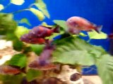 Tropheus bulupointler
