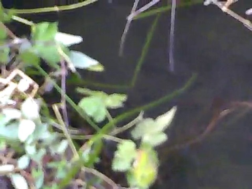 Poissons ruisseau