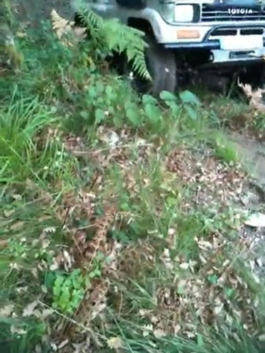 saut dans les ronces